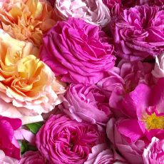 La Rose, pétale contre pétale®