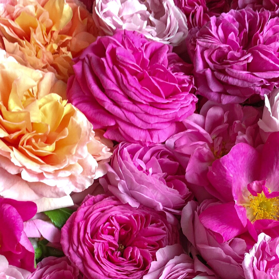 La Rose, pétale contre pétale®