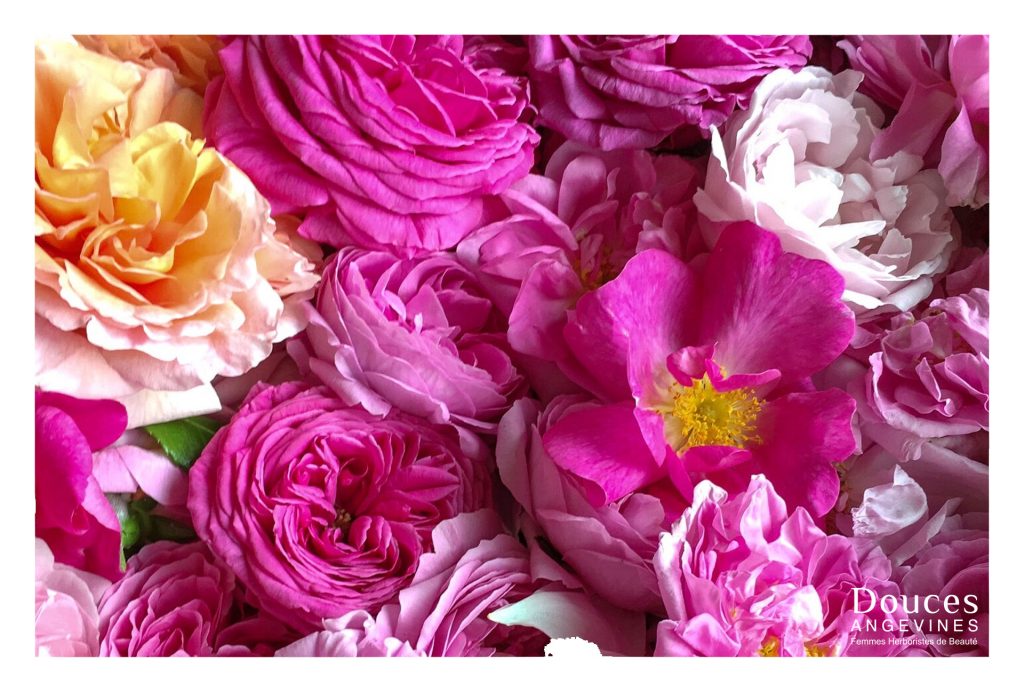 Carte cadeau Soin du Visage La Rose, pétale contre pétale®