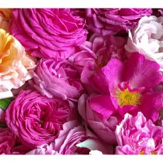 Carte cadeau Soin du Visage La Rose, pétale contre pétale®