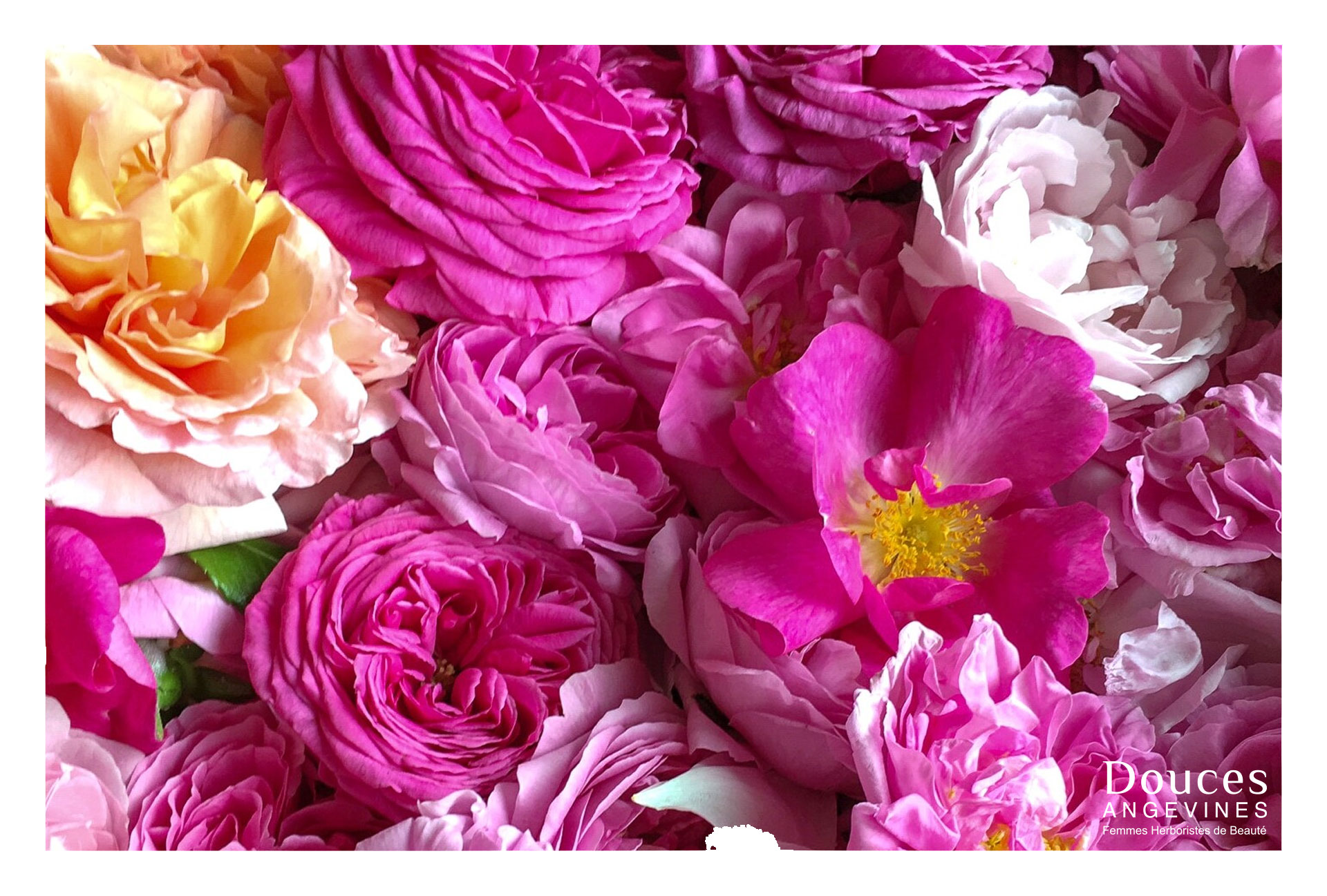 Carte cadeau Soin du Visage La Rose, pétale contre pétale®